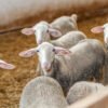 Lacaune Sheep for Sale