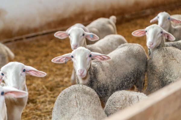 Lacaune Sheep for Sale