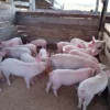 Landrace Pigs for sale