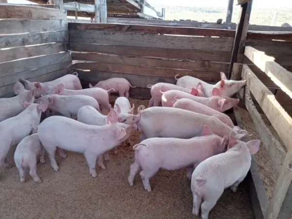 Landrace Pigs for sale