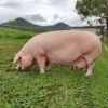 Landrace Pigs for sale