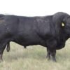 Limousin Cattle For Sale