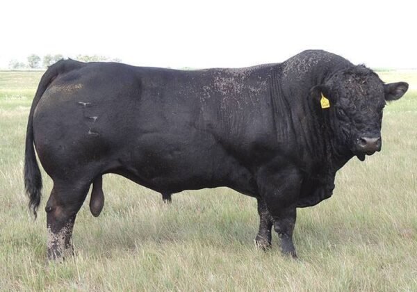 Limousin Cattle For Sale