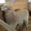 Lincoln Sheep for Sale