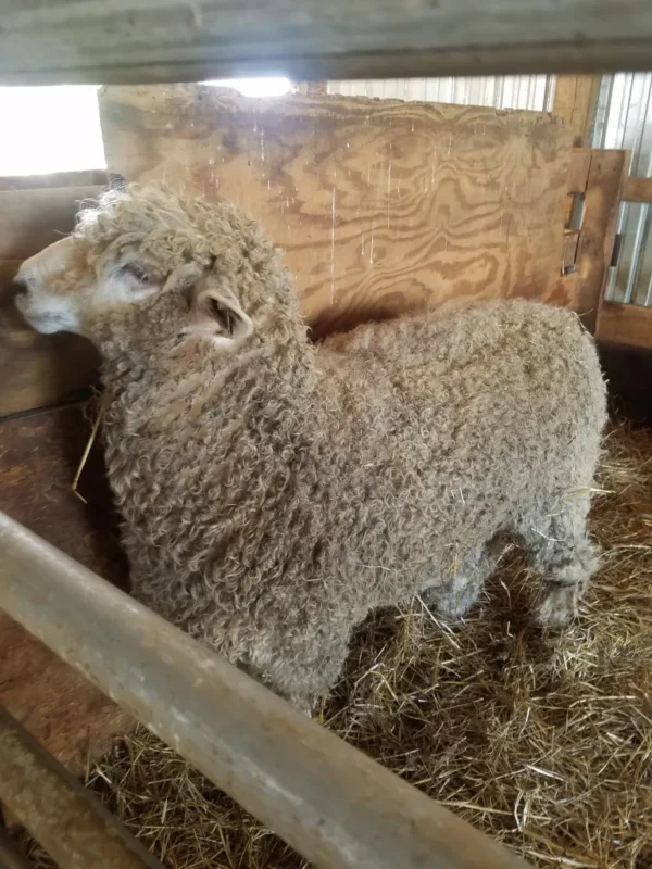 Lincoln Sheep for Sale