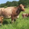 Milking Shorthorn Cattle For Sale