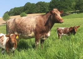 Milking Shorthorn Cattle For Sale
