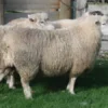 Romney Sheep for Sale
