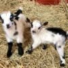 Nigerian Dwarf Goats for Sale