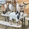 Nigerian Dwarf Goats for Sale
