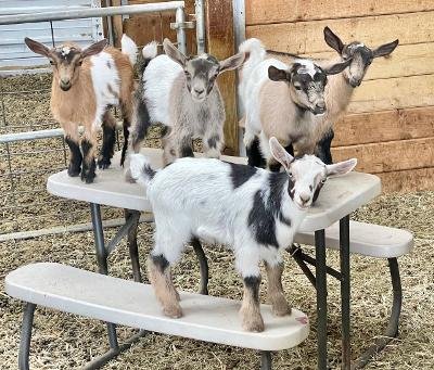 Nigerian Dwarf Goats for Sale