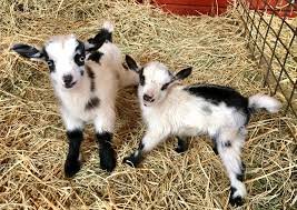 Nigerian Dwarf Goats for Sale