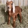 Nubian Goats for Sale