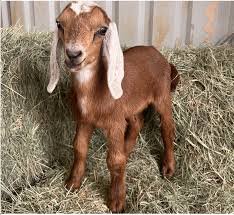 Nubian Goats for Sale