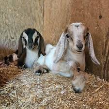 Nubian Goats for Sale