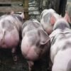 Pietrain Pigs for sale