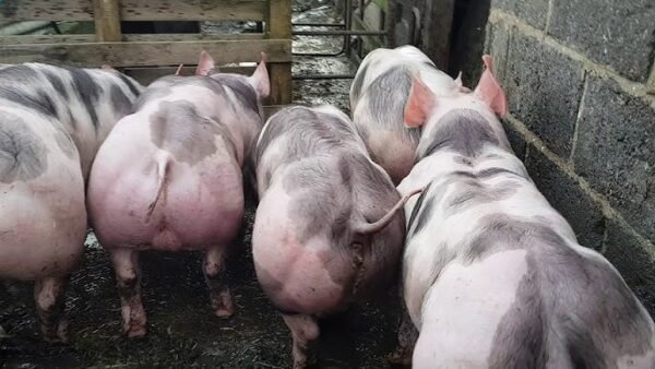 Pietrain Pigs for sale