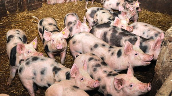 Pietrain Pigs for sale