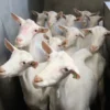 Saanen Goats for Sale