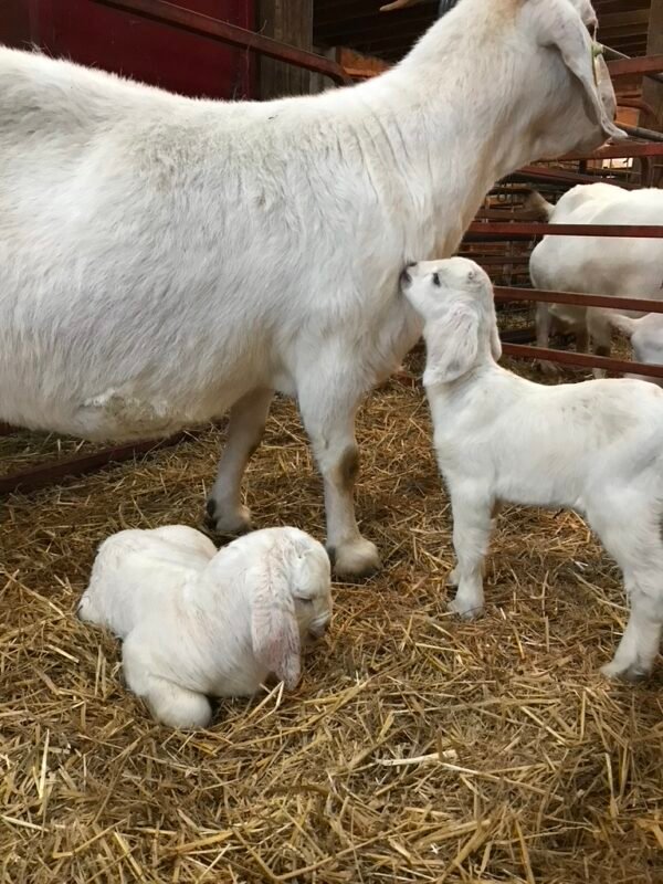 Savanna Goats For Sale
