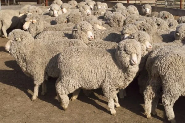 Rambouillet Sheep for Sale