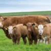 Simmental Cattle for Sale Simmental Cattle for Sale