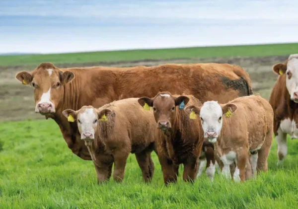 Simmental Cattle for Sale Simmental Cattle for Sale