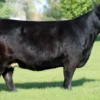 Simmental Cattle for Sale Available Simmental Cattle for Sale