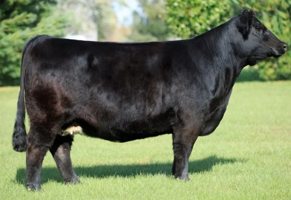 Simmental Cattle for Sale Available Simmental Cattle for Sale