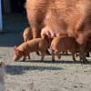 Tamworth Pigs for sale