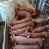 Tamworth Pigs for sale