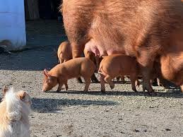 Tamworth Pigs for sale