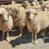 Merino Sheep for Sale