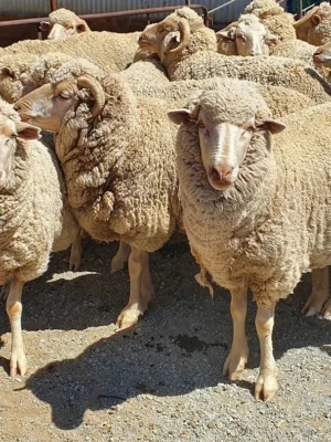 Merino Sheep for Sale