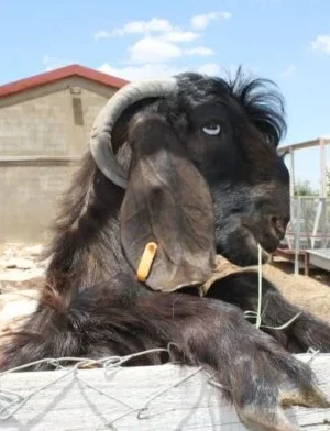 WhatsApp-Image-2025-10-17-at-12.48.58-PM-1-600x392 Damascus Goats for sale