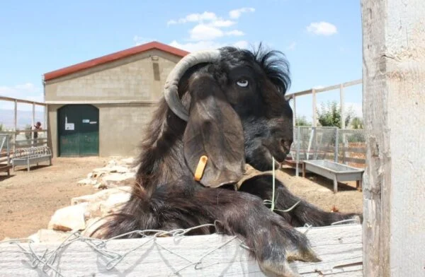 Damascus Goats for sale