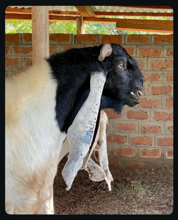 Damascus Goats for sale