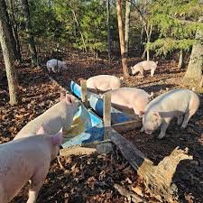 Yorkshire Pigs for Sale