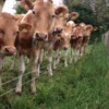 Guernsey Cows For Sale