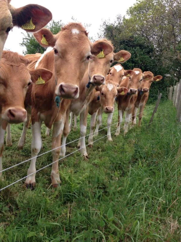 Guernsey Cows For Sale