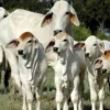 Brahman Cattle For Sale