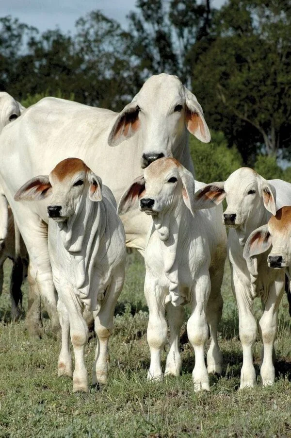 Brahman Cattle For Sale