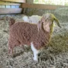 Angora goats for sale