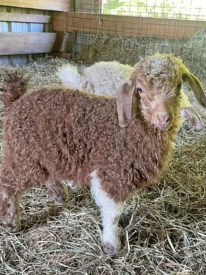Angora goats for sale