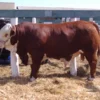 Limousin Cattle For Sale