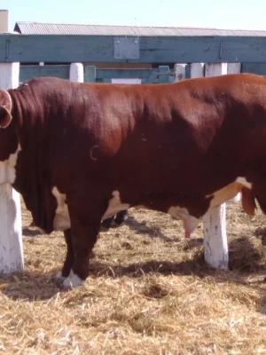 Limousin Cattle For Sale