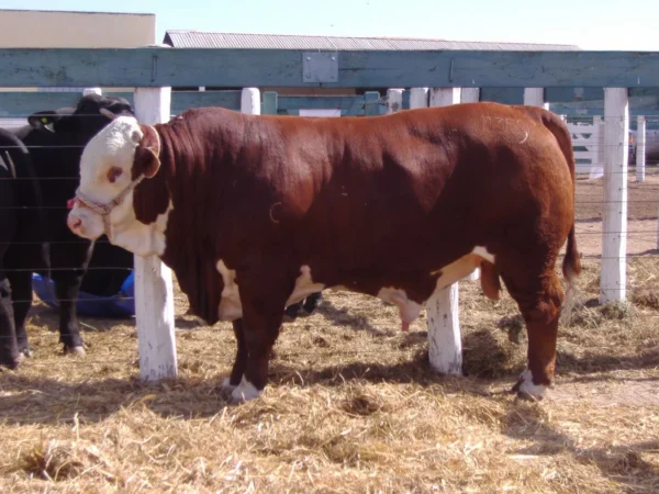 Limousin Cattle For Sale