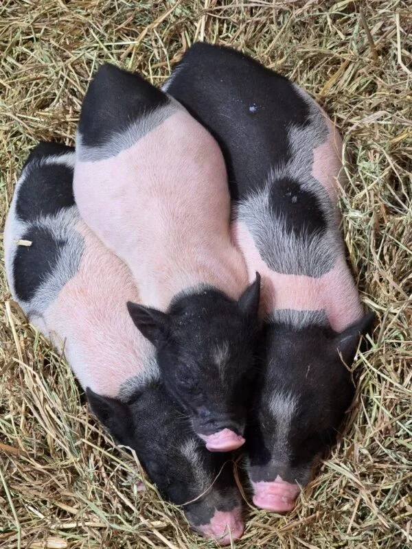 Hampshire Pigs For Sale