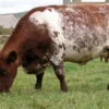 Milking Shorthorn Cattle For Sale