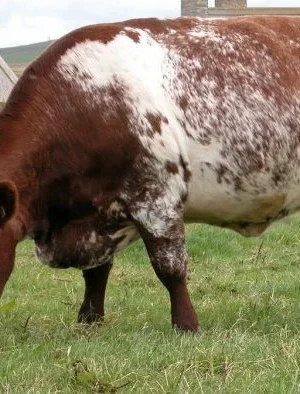 Milking Shorthorn Cattle For Sale